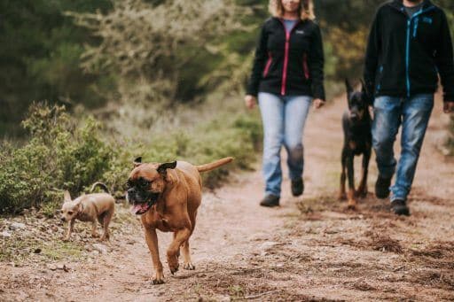 Man and woman walking three dogs on a dirt trail.